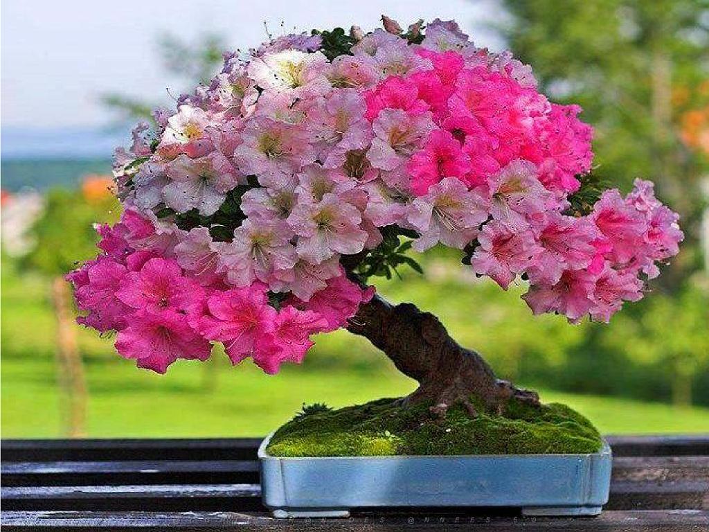 149 BONZAI A MAULEVRIER 2016_000033.jpg